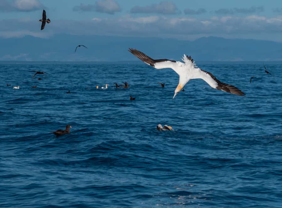 From Tauranga: Half-Day Swimming with Dolphins Tour - Why the wildlife rules matter