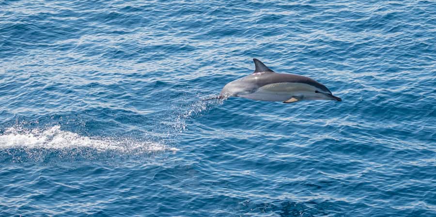 From Tauranga: Half-Day Swimming with Dolphins Tour - The crew, safety briefing, and time aboard