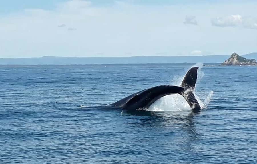 From Tauranga: Half-Day Swimming with Dolphins Tour - Is $98 good value?