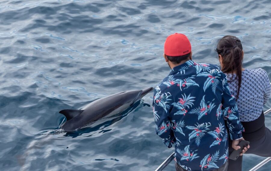 From Tauranga: Half-Day Swimming with Dolphins Tour - Who should book this Tauranga trip?