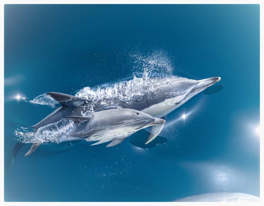 From Tauranga: Half-Day Swimming with Dolphins Tour - Searching for common dolphins in open water