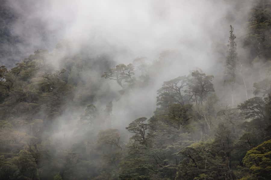 From Te Anau: Doubtful Sound Coach & Cruise - Three hours on Doubtful Sound