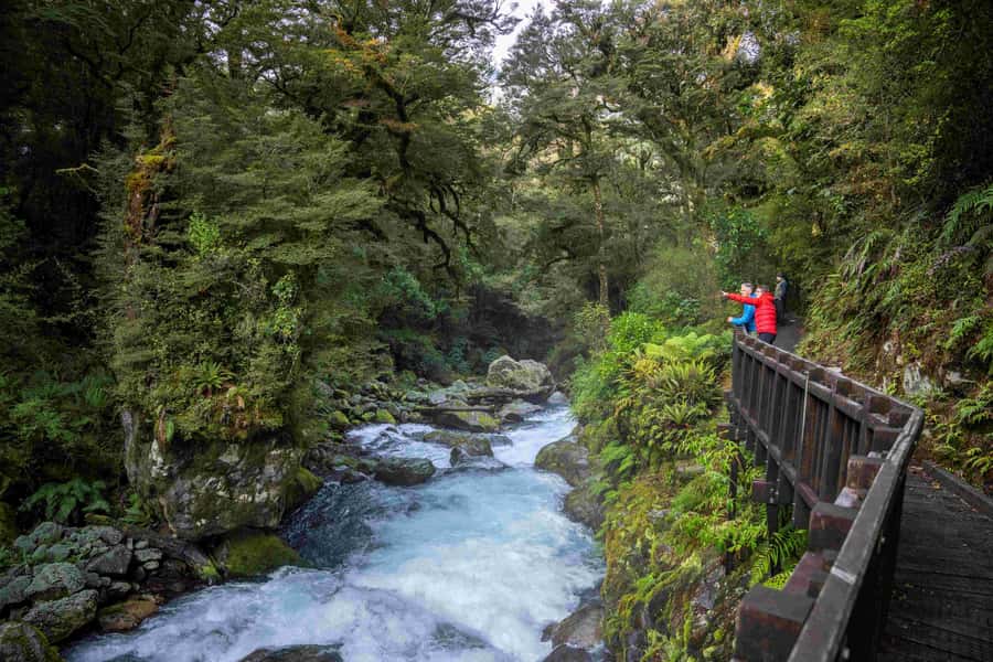 From Te Anau: Milford Sound Coach, Cruise, and Walks - Lunch, walks, and the pace of the day