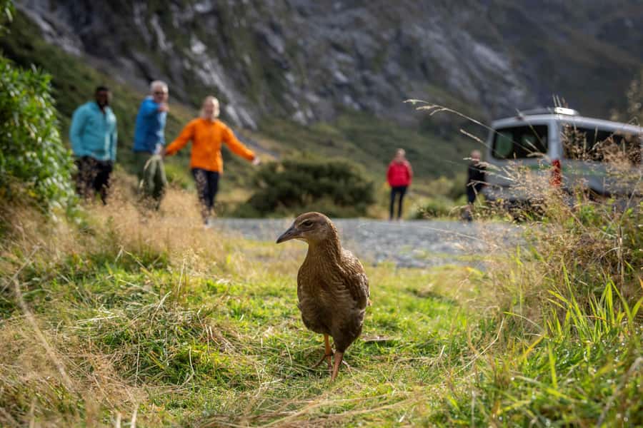 From Te Anau: Milford Sound Coach, Cruise, and Walks - Should you book it?