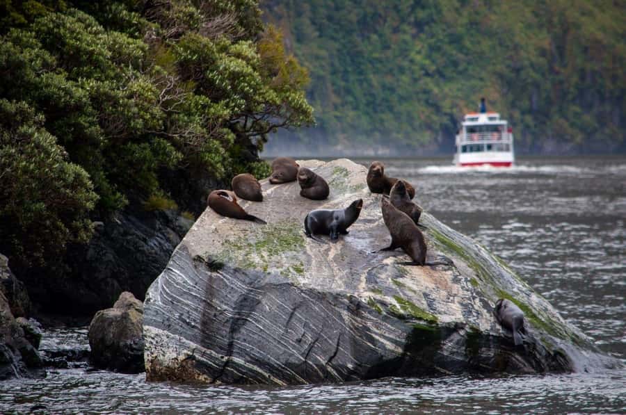 From Te Anau: Milford Sound Small-Group Tour Including Lunch - The 105-minute Milford Sound cruise