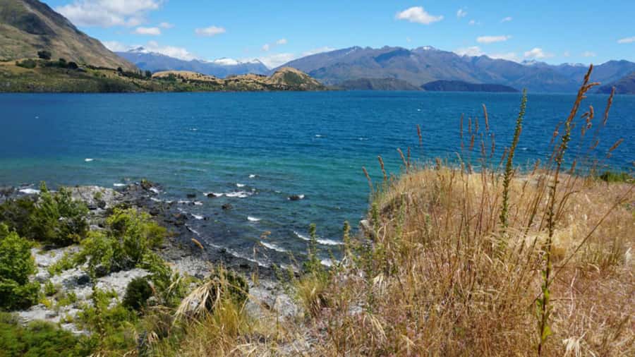 From Wanaka: Ruby Island 1-Hour Cruise and Photo Walk - Key points at a glance