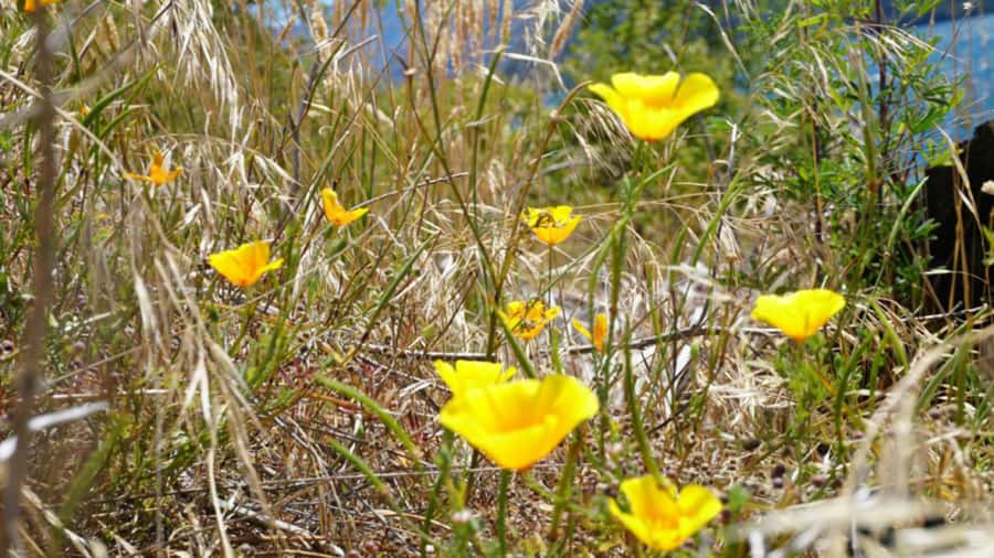 From Wanaka: Ruby Island 1-Hour Cruise and Photo Walk - The 20-minute guided walk