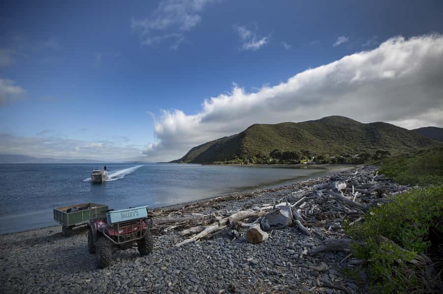 From Wellington: Kapiti Island Classic Guided Day Tour - Walking with a local guide