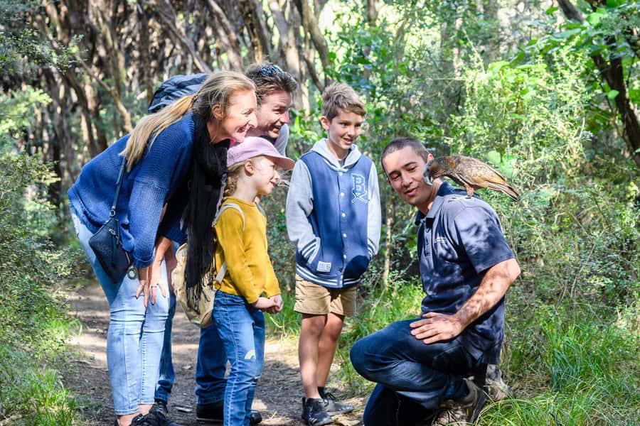 From Wellington: Kapiti Island Classic Guided Day Tour - Birdlife in a protected reserve
