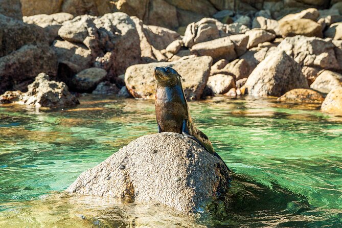 Full-Day Abel Tasman National Park Hiking Tour with Cruise - Beaches, bays, and the Torrent Bay lunch stop