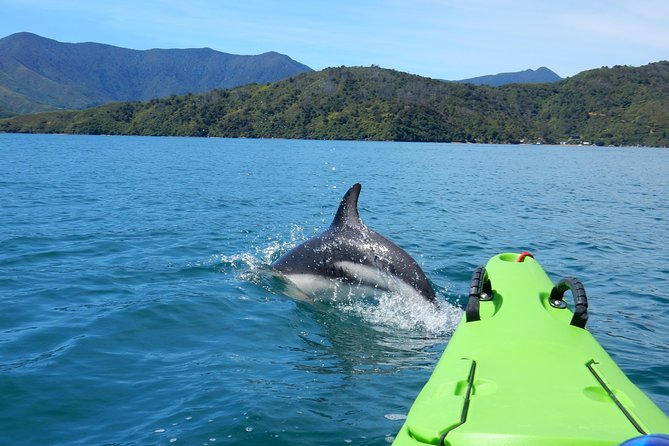 Full day Guided Sea Kayak Tour from Picton - Weather, cancellations, and the practical risk