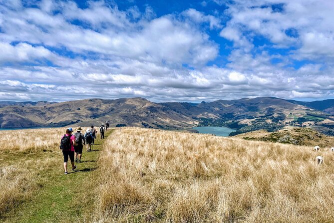 Full Day Guided Walking Tour and Picnic around Godley Head - The three-hour Godley Head Loop