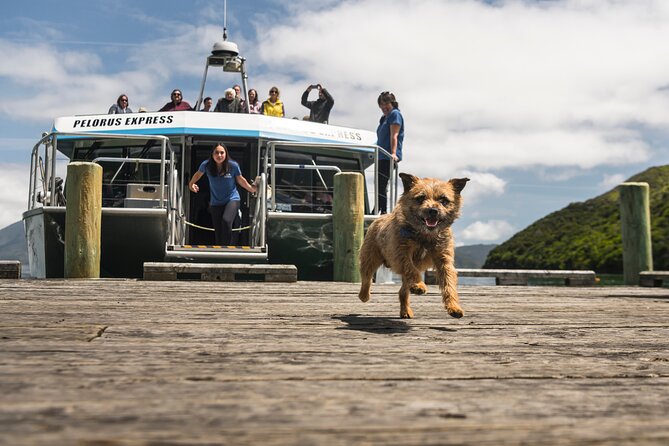 Full Day Iconic Mail Boat Cruise - A working boat through Pelorus Sound