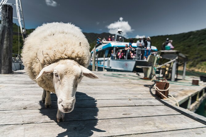 Full Day Iconic Mail Boat Cruise - Wildlife along the mail route