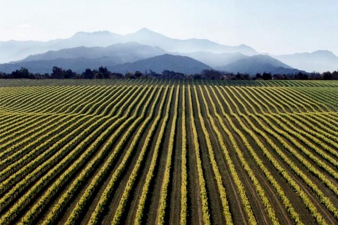 Full-Day Marlborough Wine Tour from Blenheim - Why a small van works better than a big wine bus