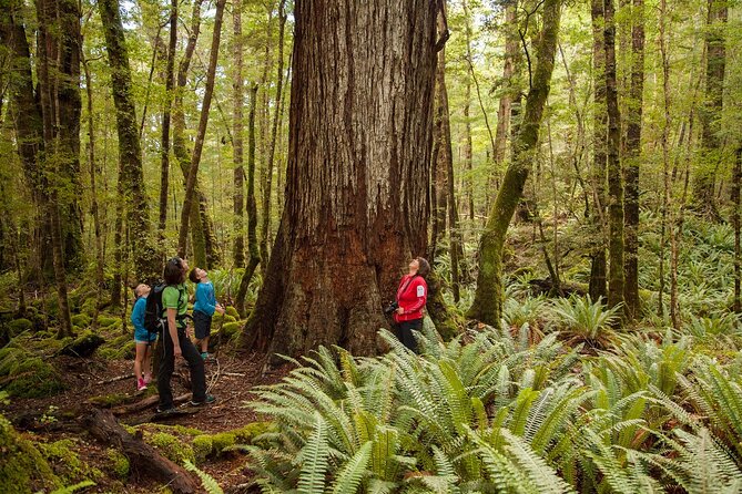 Full-Day Milford Sound Tour with Cruise and Walks from Te Anau - Key points at a glance