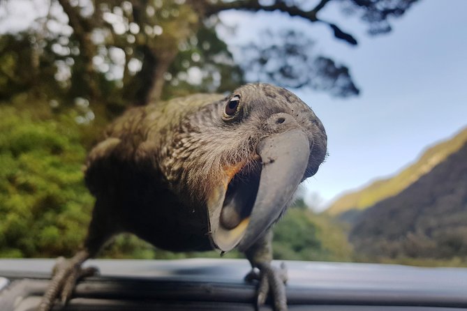 Full-Day Milford Sound Tour with Cruise and Walks from Te Anau - Eglinton Valley brings the big views