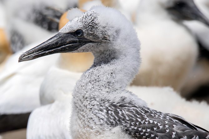 Gannet Safaris Overland tour to Cape Kidnappers Gannet Colony - The drive across Cape Kidnappers Station