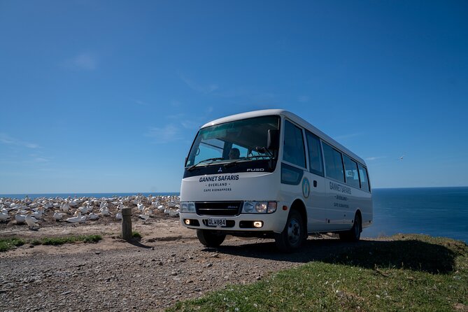 Gannet Safaris Overland tour to Cape Kidnappers Gannet Colony - What the guides add to the outing