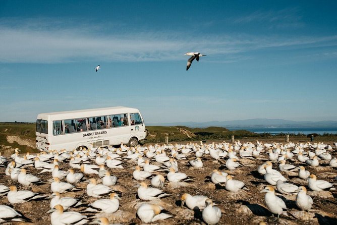 Gannet Safaris Overland tour to Cape Kidnappers Gannet Colony - Comfort, refreshments, and group size
