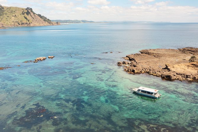Glass Bottom Boat Tour - Goat Island gives you a close look at New Zealand sea life
