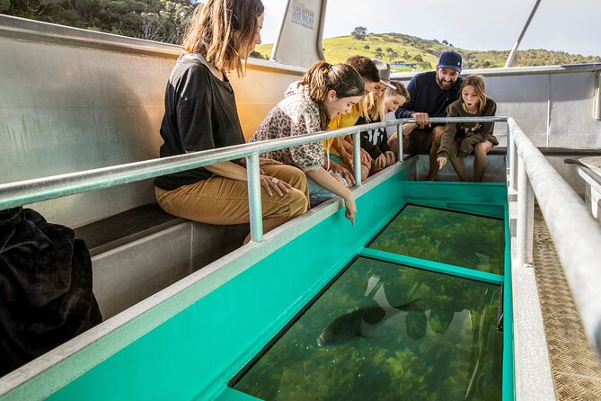Glass Bottom Boat Tour - The first 50 minutes: fish, kelp, and open water