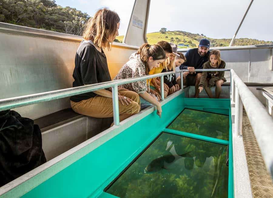 Goat Island: Glass Bottom Boat Tour - Should you book the Goat Island glass-bottom boat?