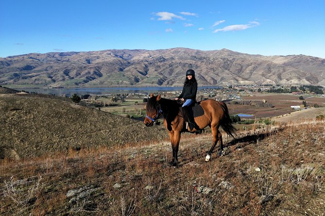 Golden Hills Horse Trek in Central Otago - Meeting the horses before the ride