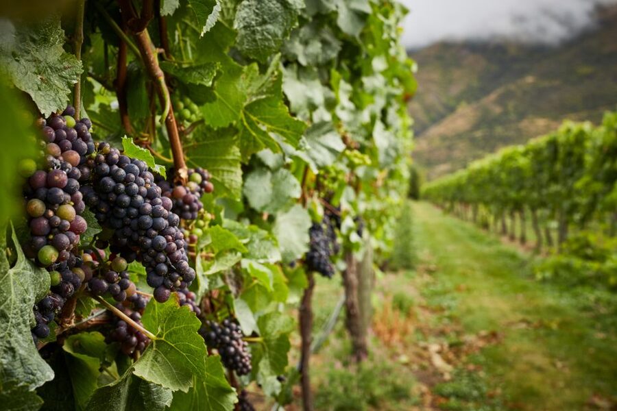 Gourmet Food and Wine Tour with Lunch and Wine Tastings - Is $196 good value?