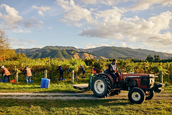 Gourmet Gold Wine Tour: Indulge in Cloudy Bay's finest wines - Clos Henri and organic Marlborough
