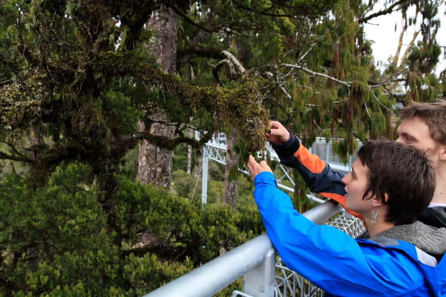 Greymouth: Hokitika Gorge and Tree Top Walkway Half-Day Tour - What Happens When the Weather Turns Wet