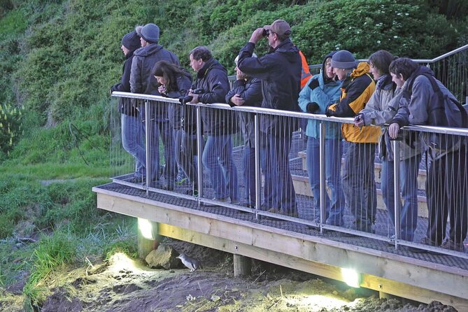 Guided Evening Penguin Viewing Otago Peninsula, Dunedin, New Zealand - Quick takeaways for your evening
