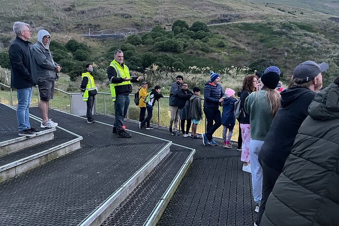 Guided Evening Penguin Viewing Otago Peninsula, Dunedin, New Zealand - Watching the little blue penguins arrive
