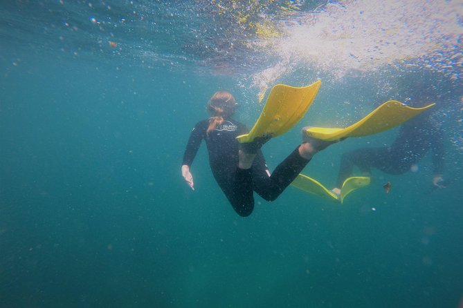 Guided Snorkel Experience, Advanced - Why Goat Island rewards a closer look