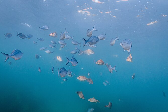 Guided Snorkel Experience, Advanced - Entering the reserve with Connor, Sara, Tiff, or Winnie