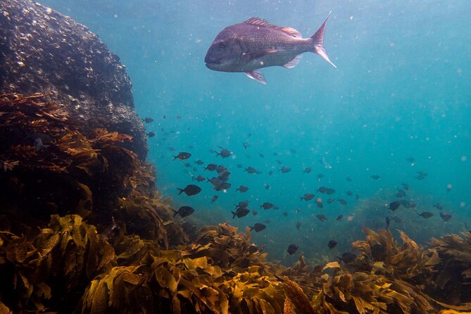 Guided Snorkel Experience, Advanced - Wildlife you might see beneath the surface