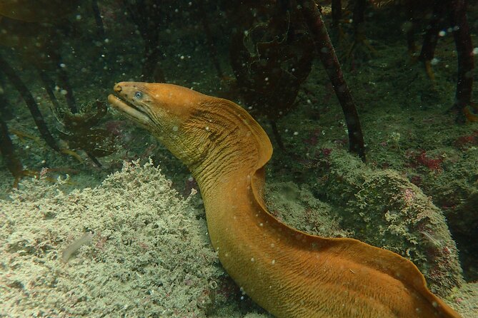 Guided Snorkel Experience, Advanced - Weather can change the plan