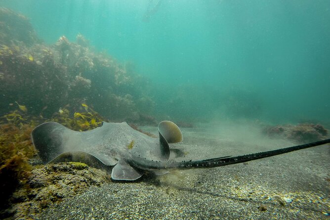 Guided Snorkel Experience, Advanced - What the advanced lesson really teaches