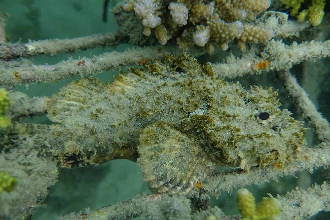 Guided Snorkeling and Island Exploration in Auckland - The guide service is the real value