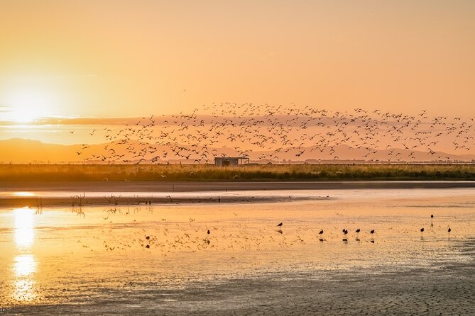 Guided Tour at Pukorokoro Shorebird Centre - Who will enjoy this tour most
