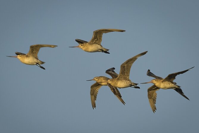 Guided Tour at Pukorokoro Shorebird Centre - Guides who make the birds easier to understand