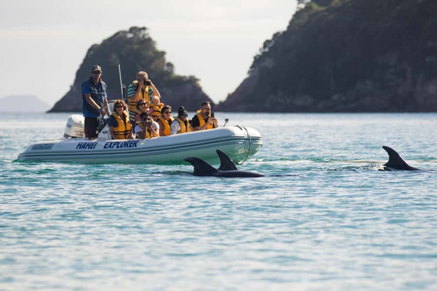 Hahei Explorer Cathedral Cove Boat Tour - One hour along 14 kilometres of coast