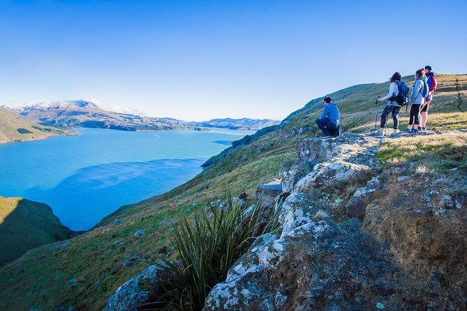 Half Day Guided Walking Tour on Banks Peninsula - Following the Godley Head Loop Track