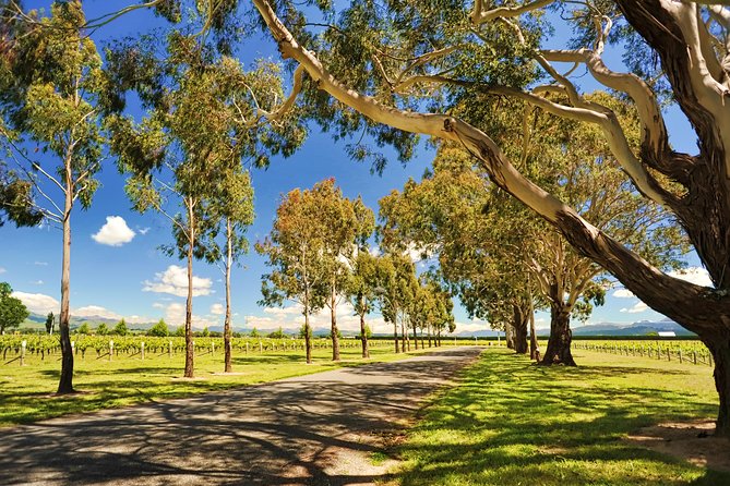 Half-Day Wine Tour from Blenheim - Three or four wineries, with room for variety