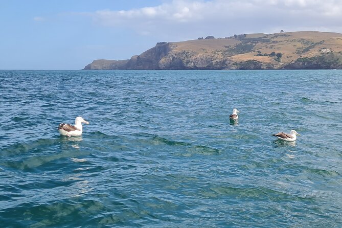 Harbour, Albatross and Wildlife Cruise on Otago Harbour - Careys Bay, fishing boats, and a village from the water