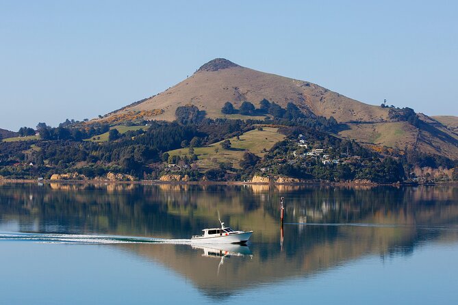 Harbour, Albatross and Wildlife Cruise on Otago Harbour - Weather, timing, and cancellation details