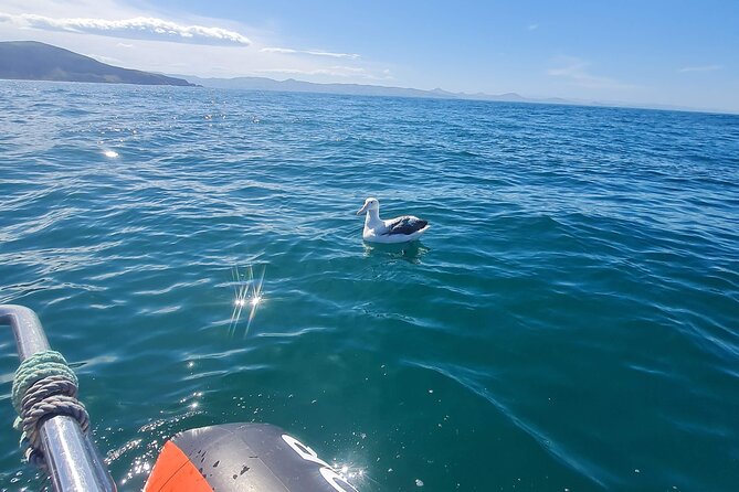 Harbour, Albatross and Wildlife Cruise on Otago Harbour - Finding Back Beach in Port Chalmers