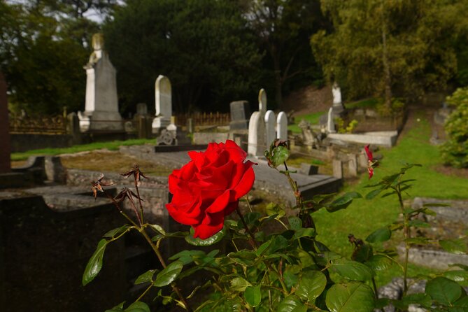 Heritage City and Larnach Castle Van tour with Historian Guide - The university and Northern Cemetery set up the Larnach story