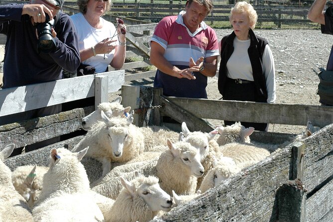 High Country Discovery Tour from Queenstown - A working wool shed adds local character