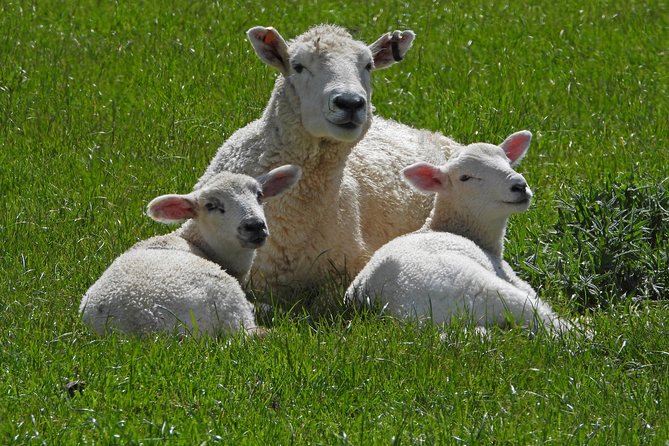 High Country Discovery Tour from Queenstown - Glenorchy connects gold, timber, and farming